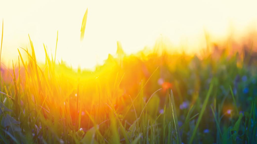 Sunny Meadow abstract image