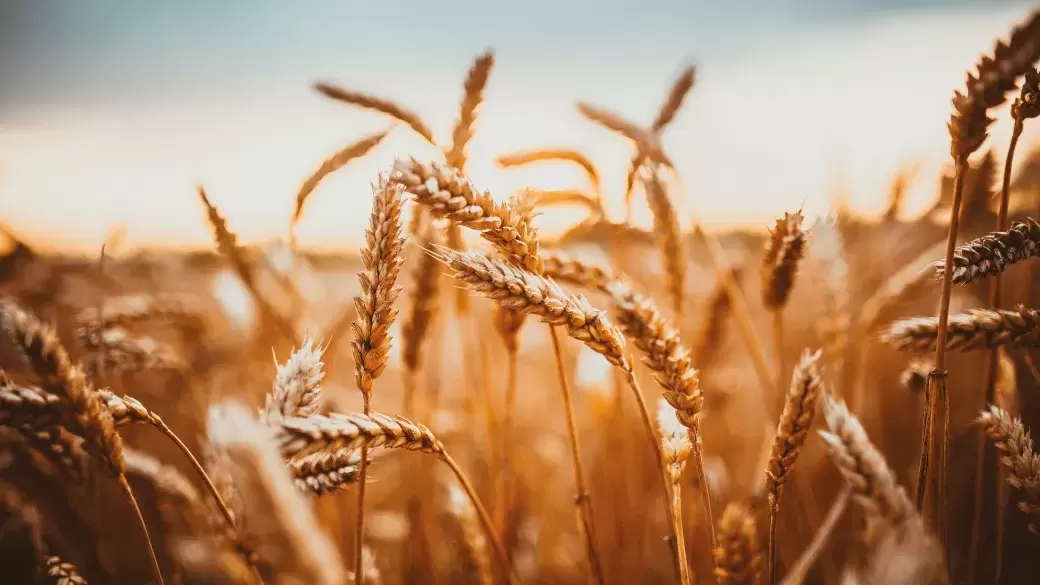 A wheat field on a sunny autumnal day