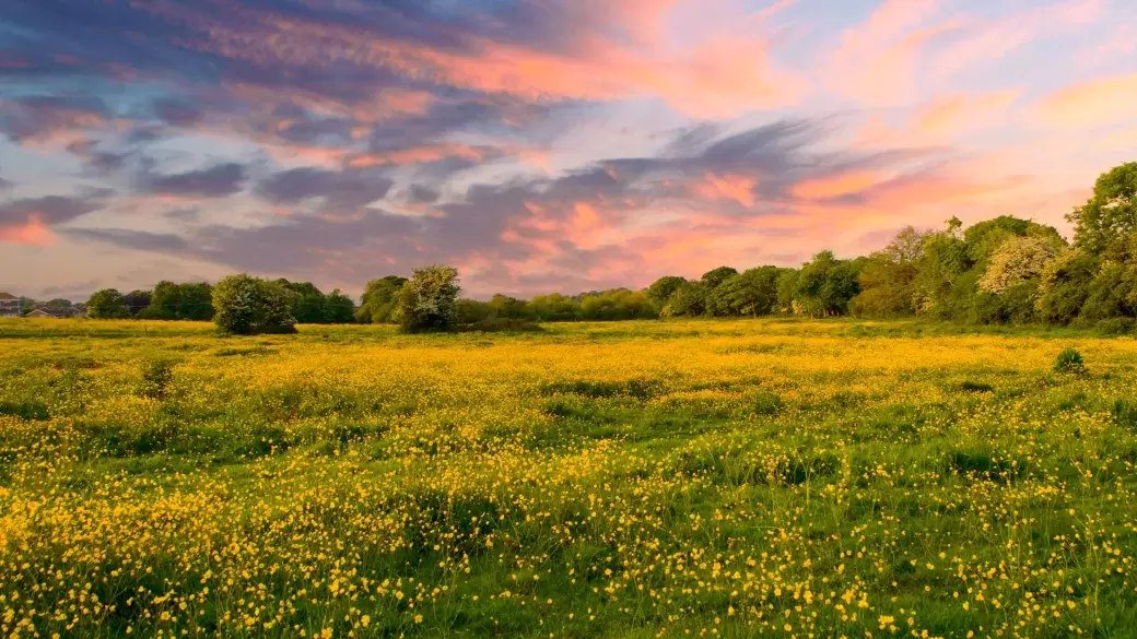 Field near Landkey with Sun setting behind trees