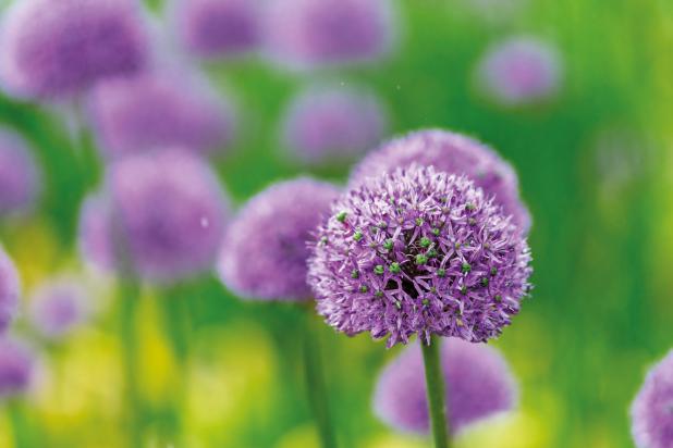 A close up of purple allium plants in a garden