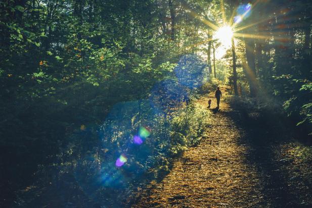 A man walking his dog through Woodland in North Devon