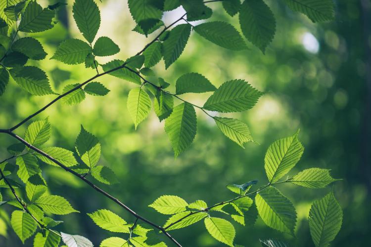 Close up of leaves on trees