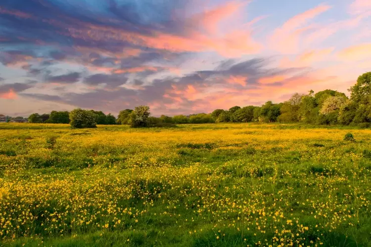 Field near Landkey with Sun setting behind trees