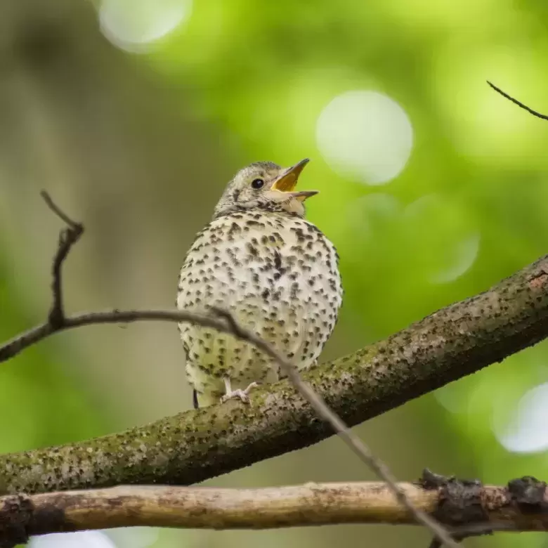 Thrush singing morning chorus